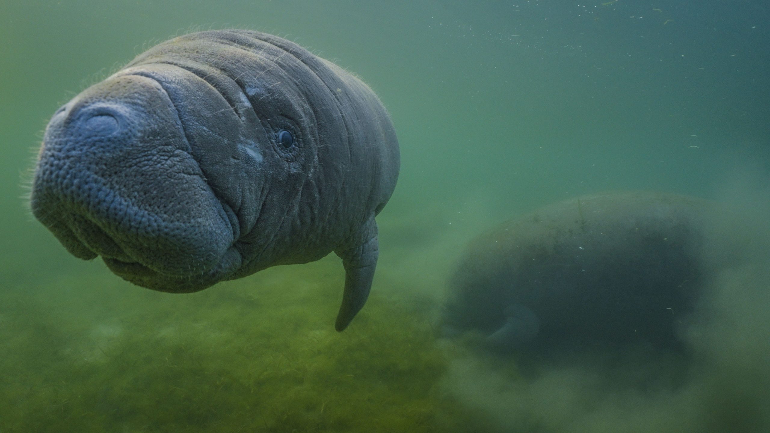 Pressebild_GNVP_TierPflanze1